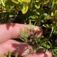 Pultenaea fasciculata at Namadgi National Park - 14 Oct 2023