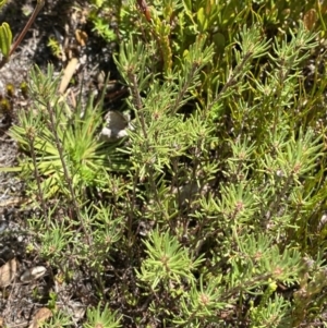 Pultenaea fasciculata at Namadgi National Park - 14 Oct 2023