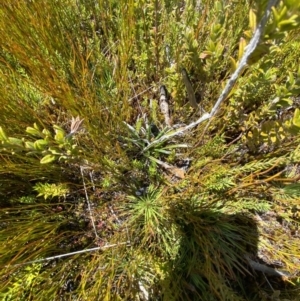 Celmisia sp. Pulchella (M.Gray & C.Totterdell 7079) Australian National Herbarium at Namadgi National Park - 14 Oct 2023