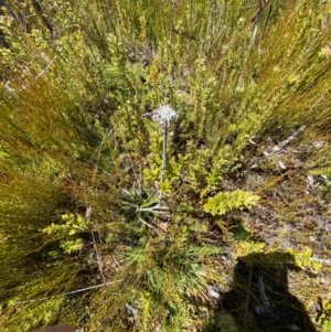 Celmisia sp. Pulchella (M.Gray & C.Totterdell 7079) Australian National Herbarium at Namadgi National Park - 14 Oct 2023