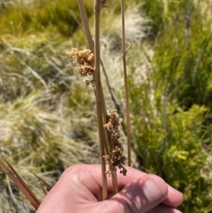 Juncus brevibracteus at Namadgi National Park - suppressed