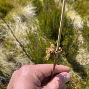 Juncus brevibracteus at Namadgi National Park - suppressed