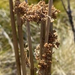 Juncus brevibracteus at Namadgi National Park - suppressed