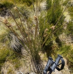 Juncus brevibracteus at Namadgi National Park - 14 Oct 2023