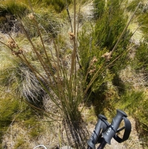 Juncus brevibracteus at Namadgi National Park - suppressed