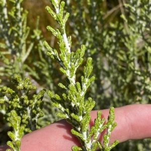 Ozothamnus cupressoides at Namadgi National Park - 14 Oct 2023