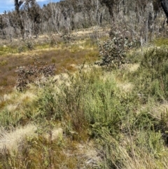 Ozothamnus cupressoides at Namadgi National Park - 14 Oct 2023