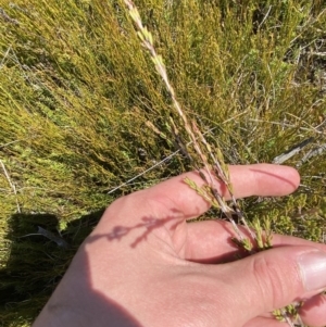 Baeckea gunniana at Namadgi National Park - 14 Oct 2023