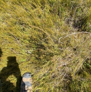 Baeckea gunniana at Namadgi National Park - 14 Oct 2023