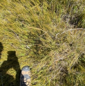 Baeckea gunniana at Namadgi National Park - 14 Oct 2023