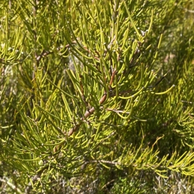 Hakea microcarpa (Small-fruit Hakea) at Rendezvous Creek, ACT - 14 Oct 2023 by Tapirlord