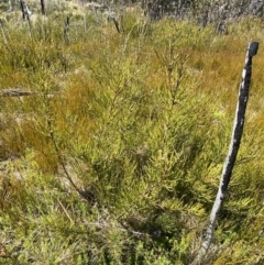 Hakea microcarpa at Namadgi National Park - 14 Oct 2023