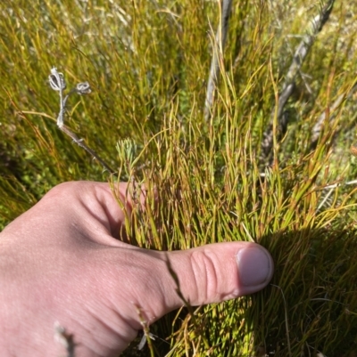 Empodisma minus (Spreading Rope-rush) at Rendezvous Creek, ACT - 14 Oct 2023 by Tapirlord