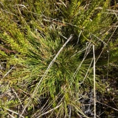 Oreobolus oxycarpus (A Sedge) at Namadgi National Park - 14 Oct 2023 by Tapirlord