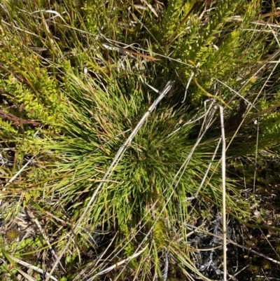 Oreobolus oxycarpus (A Sedge) at Rendezvous Creek, ACT - 14 Oct 2023 by Tapirlord