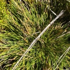 Oreobolus oxycarpus at Namadgi National Park - 14 Oct 2023 01:24 PM