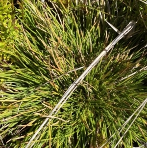 Oreobolus oxycarpus at Namadgi National Park - 14 Oct 2023