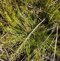 Oreobolus oxycarpus at Namadgi National Park - 14 Oct 2023