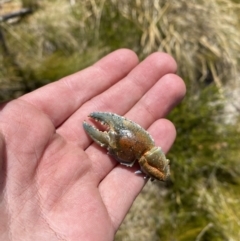 Euastacus sp. (genus) at Namadgi National Park - 14 Oct 2023