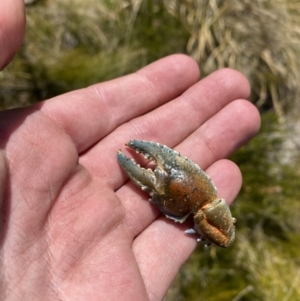 Euastacus sp. (genus) at Namadgi National Park - 14 Oct 2023