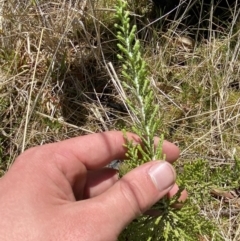 Ozothamnus cupressoides (Kerosine Bush) at Rendezvous Creek, ACT - 14 Oct 2023 by Tapirlord