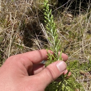 Ozothamnus cupressoides at Namadgi National Park - 14 Oct 2023