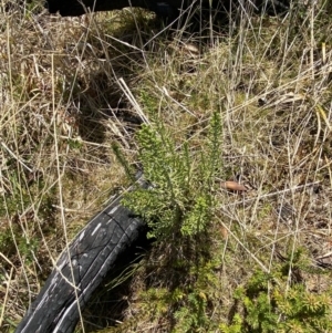 Ozothamnus cupressoides at Namadgi National Park - 14 Oct 2023