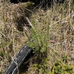 Ozothamnus cupressoides at Namadgi National Park - 14 Oct 2023