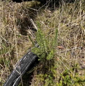 Ozothamnus cupressoides at Namadgi National Park - 14 Oct 2023