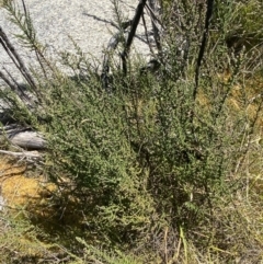 Olearia floribunda at Namadgi National Park - 14 Oct 2023 01:22 PM