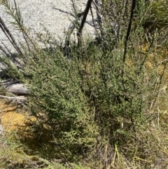 Olearia floribunda at Namadgi National Park - 14 Oct 2023 01:22 PM