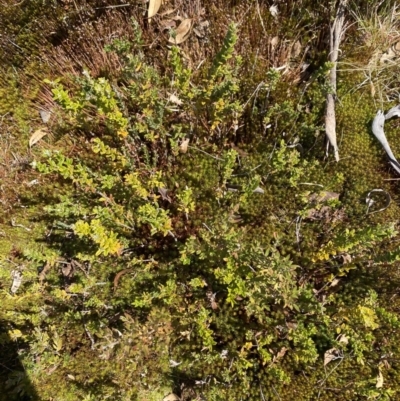 Leptospermum grandifolium (Woolly Teatree, Mountain Tea-tree) at Rendezvous Creek, ACT - 14 Oct 2023 by Tapirlord