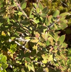 Leptospermum grandifolium at Namadgi National Park - 14 Oct 2023