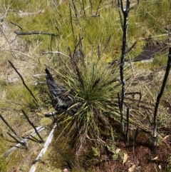 Gahnia subaequiglumis (Bog Saw-sedge) at Namadgi National Park - 14 Oct 2023 by Tapirlord