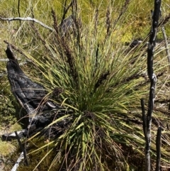 Gahnia subaequiglumis at Namadgi National Park - 14 Oct 2023