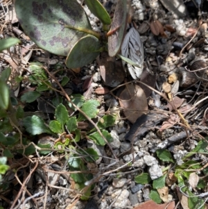 Viola improcera at Namadgi National Park - 14 Oct 2023