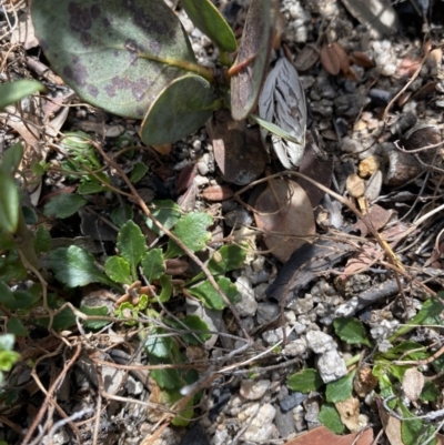 Viola improcera (Dwarf Violet) at Rendezvous Creek, ACT - 14 Oct 2023 by Tapirlord