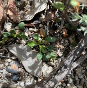 Viola improcera at Namadgi National Park - 14 Oct 2023