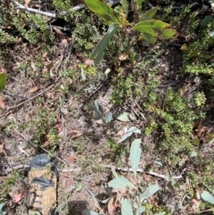 Viola improcera at Namadgi National Park - 14 Oct 2023 11:54 AM