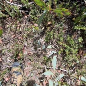 Viola improcera at Namadgi National Park - 14 Oct 2023