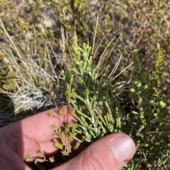 Ozothamnus cupressoides (Kerosine Bush) at Rendezvous Creek, ACT - 14 Oct 2023 by Tapirlord