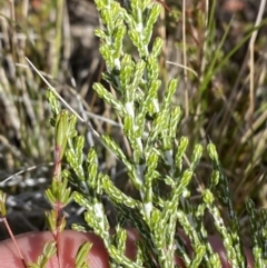 Ozothamnus cupressoides at Namadgi National Park - 14 Oct 2023 11:44 AM