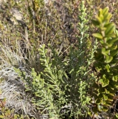 Ozothamnus cupressoides at Namadgi National Park - 14 Oct 2023 11:44 AM