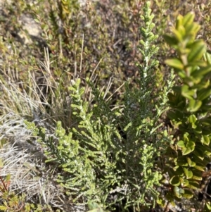 Ozothamnus cupressoides at Namadgi National Park - 14 Oct 2023