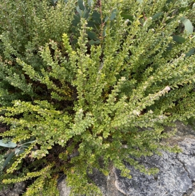 Oxylobium ellipticum (Common Shaggy Pea) at Namadgi National Park - 14 Oct 2023 by Tapirlord