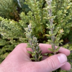Oxylobium ellipticum at Namadgi National Park - 14 Oct 2023 11:27 AM