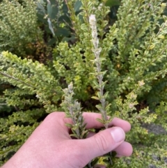 Oxylobium ellipticum at Namadgi National Park - 14 Oct 2023 11:27 AM