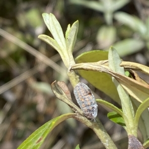 Monophlebulus sp. (genus) at Namadgi National Park - 14 Oct 2023