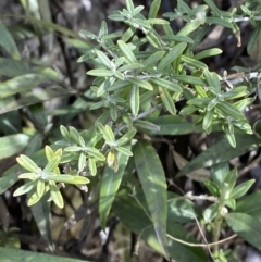 Ozothamnus secundiflorus (Cascade Everlasting) at Rendezvous Creek, ACT - 14 Oct 2023 by Tapirlord