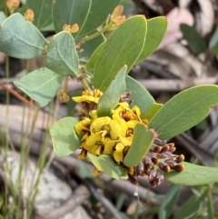 Daviesia mimosoides subsp. acris (Blunt-Leaf Bitter-Pea) at Rendezvous Creek, ACT - 13 Oct 2023 by Tapirlord
